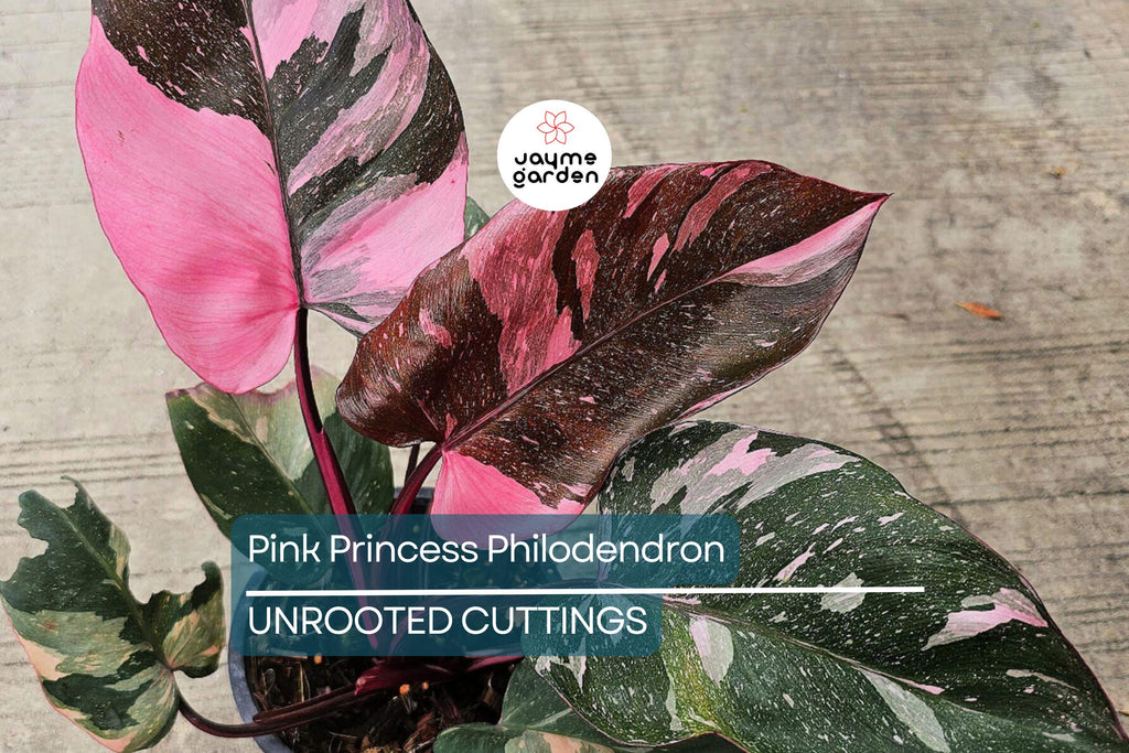 Pink Princess Philodendron High Variegation Cutting - Rare PPP Houseplant, Indoor/Outdoor