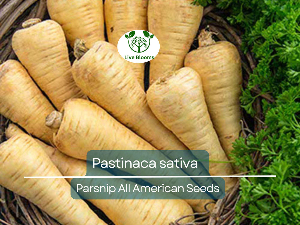 350 Seeds Parsnip All American for Planting (Pastinaca sativa) - Sweet Nutritious Root Vegetables for Home Gardens, High Yield, Easy to Grow