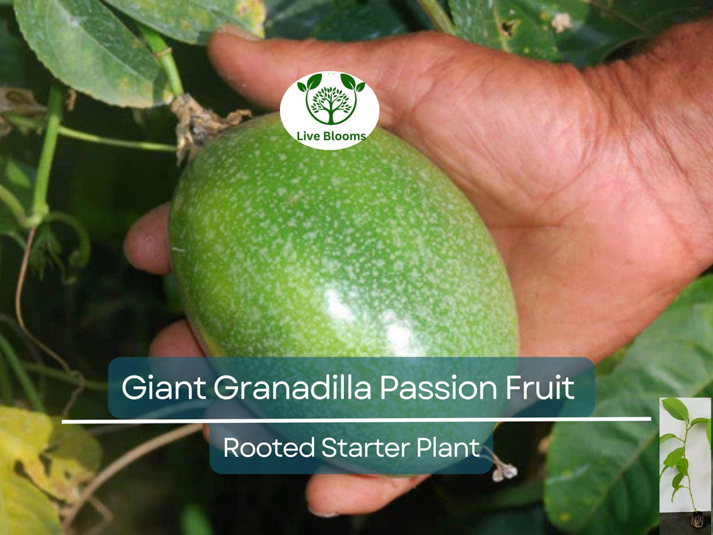 1 Giant Granadilla Passion Fruit Live Starter Plant | Passiflora Ligularis, Sweet & Tropical Fruit, Hardy Vine for Gardens or Containers