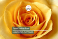 3 Texas Yellow Rose Cuttings for Rooting - 5-6" Each, Includes Rooting Powder & Guide, USA Grown, Disease Resistant