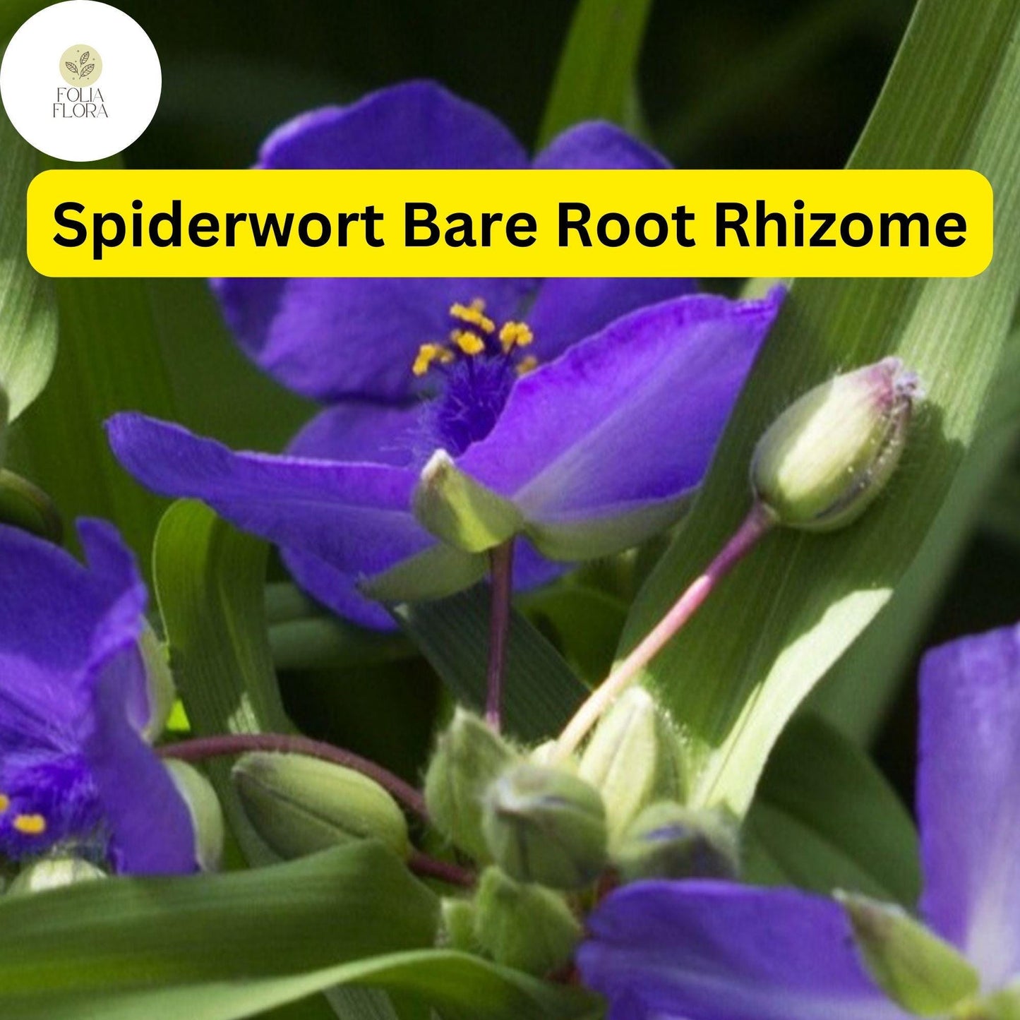 25 Spiderwort Plants (Tradescantia), Bare Root Rhizomes, Perennial with Purple Flowers