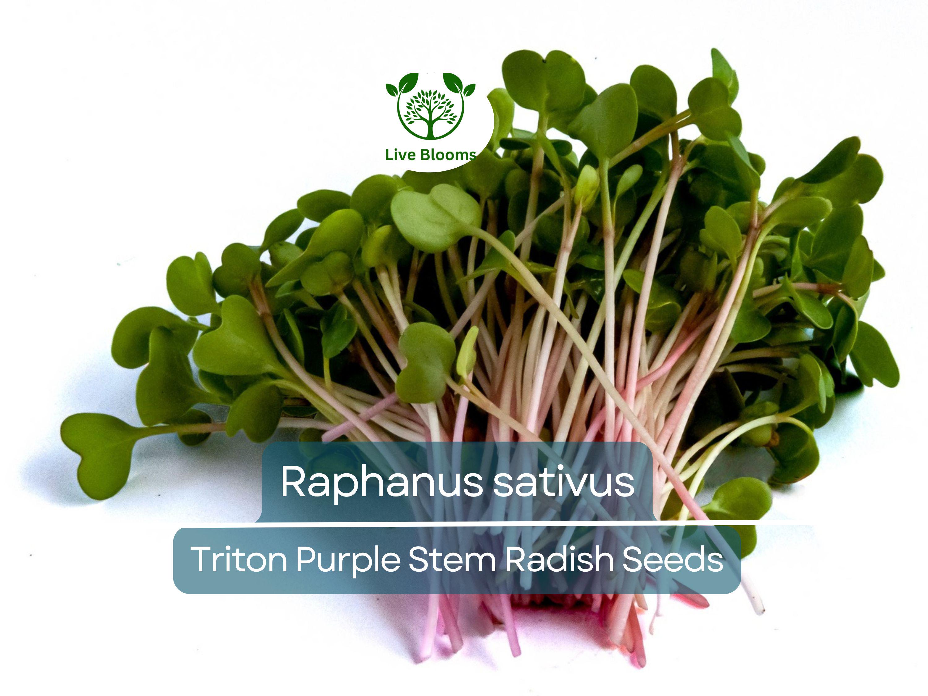 80 Seeds Radish Triton Purple Stem – Raphanus sativus | Heirloom Radish Seeds for Planting, Gardening & Crisp Purple Harvests
