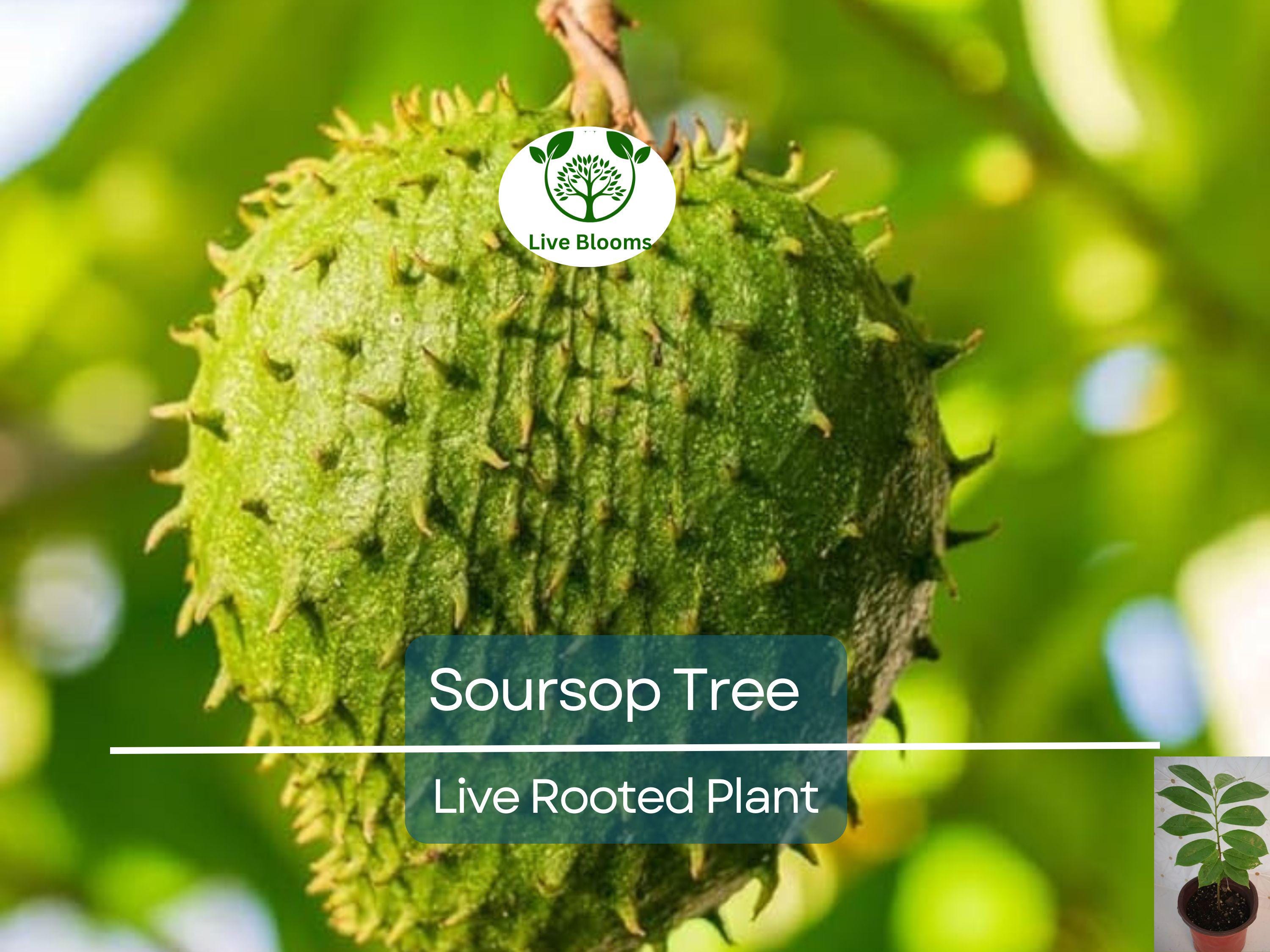1 Soursop Tree Guanábana 4" Tropical Fruit Tree in Pot - Annona muricata, Sweet & Tangy Fruit, Easy to Grow, Exotic Tropical Tree for Garden