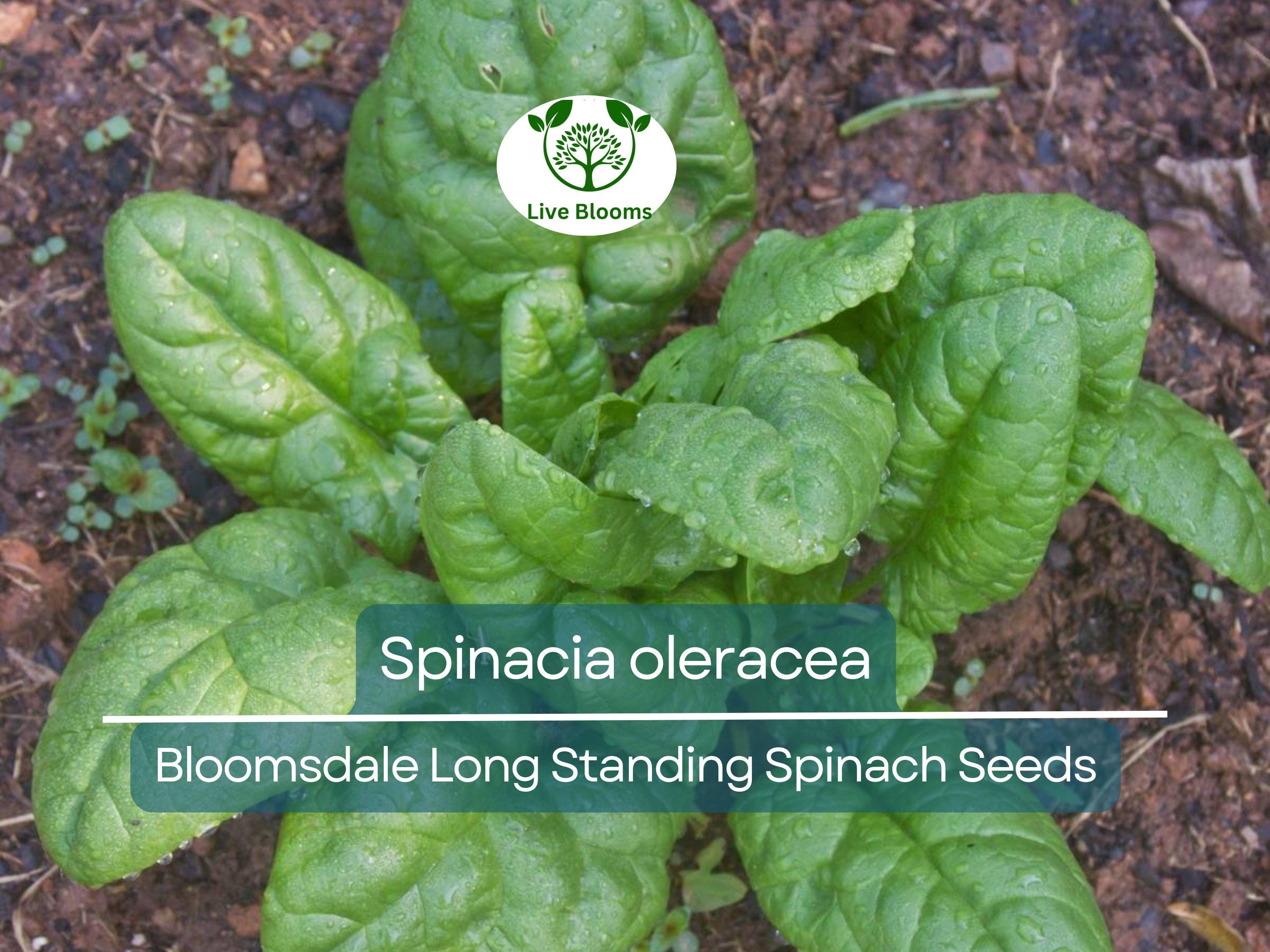 1 Gram Seeds Spinach Bloomsdale Long Standing – Spinacia oleracea | Heirloom Vegetable Seeds for Planting & Gardening