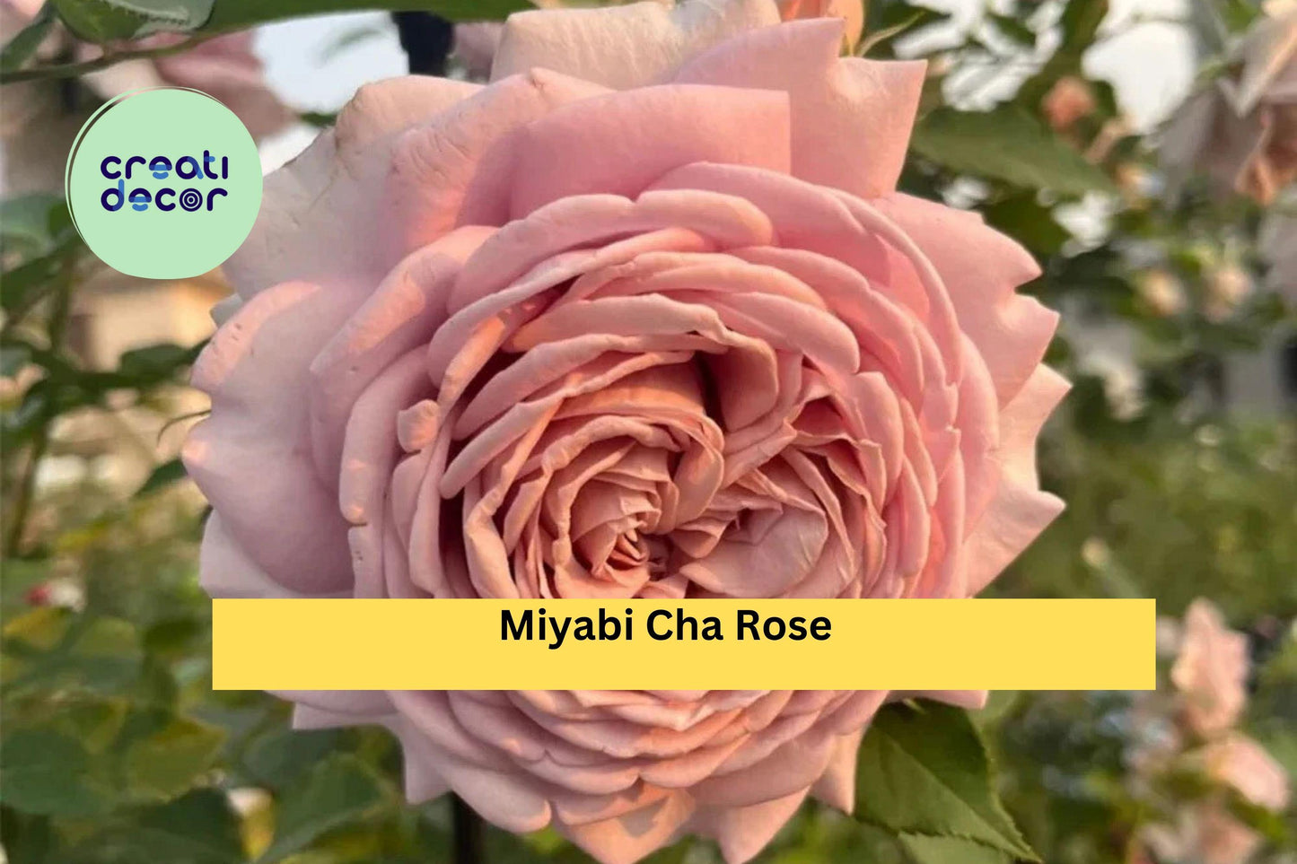 Miyabi Cha Rose Cuttings | 3 Rare Rose Stems for Rooting or Grafting | Unique Garden Rose Variety