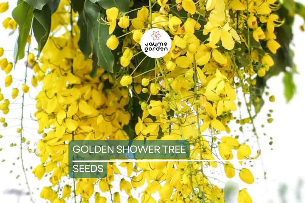 100 Golden Shower Tree Seeds - Cassia Bicapsularis - Yellow Flowers, Butterfly Host, Winter Blooming, Low Water Use