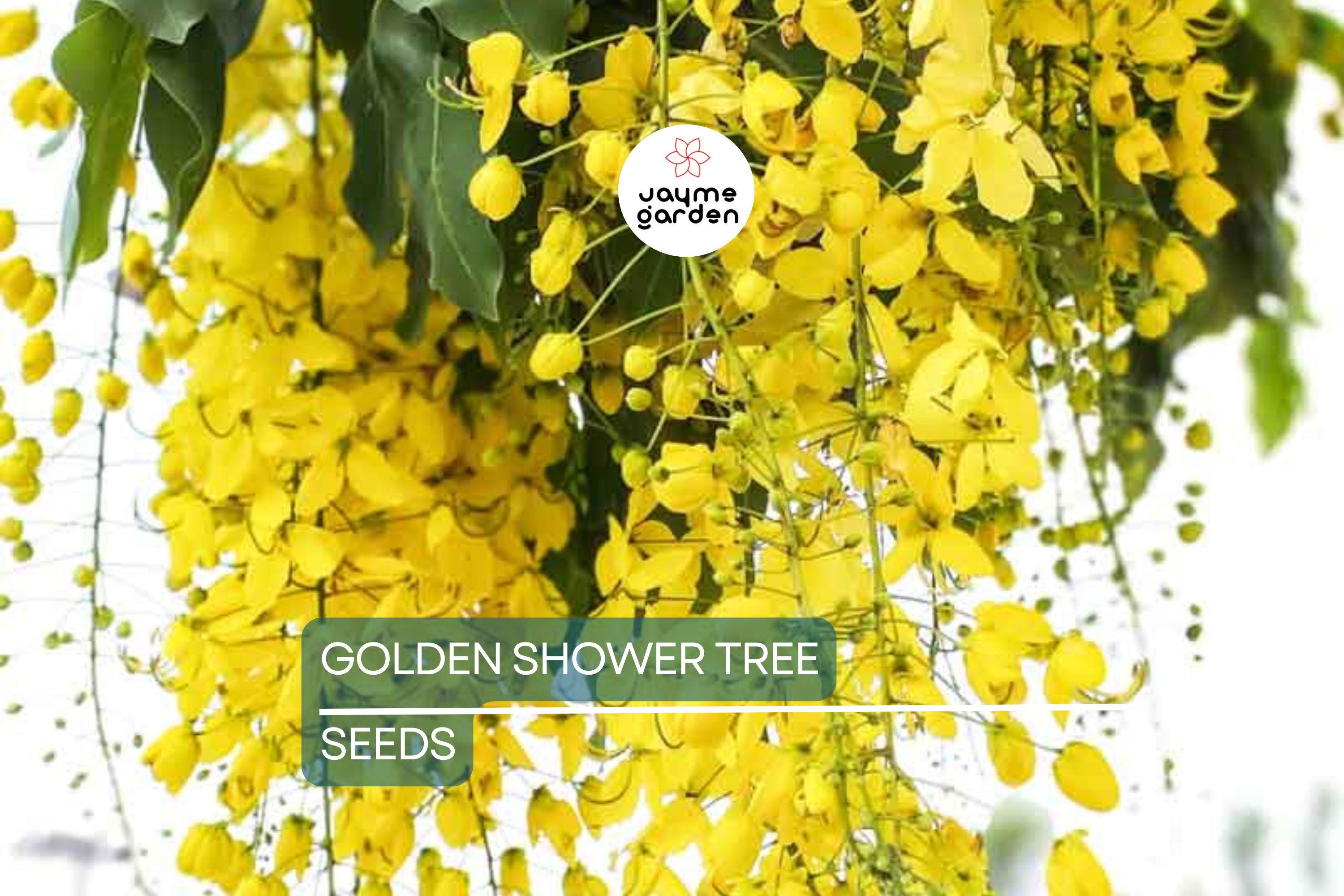 100 Golden Shower Tree Seeds - Cassia Bicapsularis - Yellow Flowers, Butterfly Host, Winter Blooming, Low Water Use