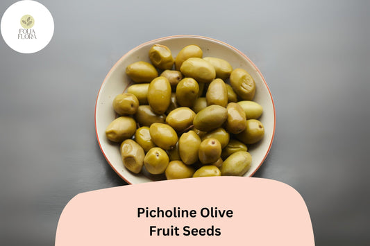 10+ Picholine Olive Seeds | Olea europaea | French Heirloom Olive Tree Seeds | Mediterranean Garden & Bonsai Growing