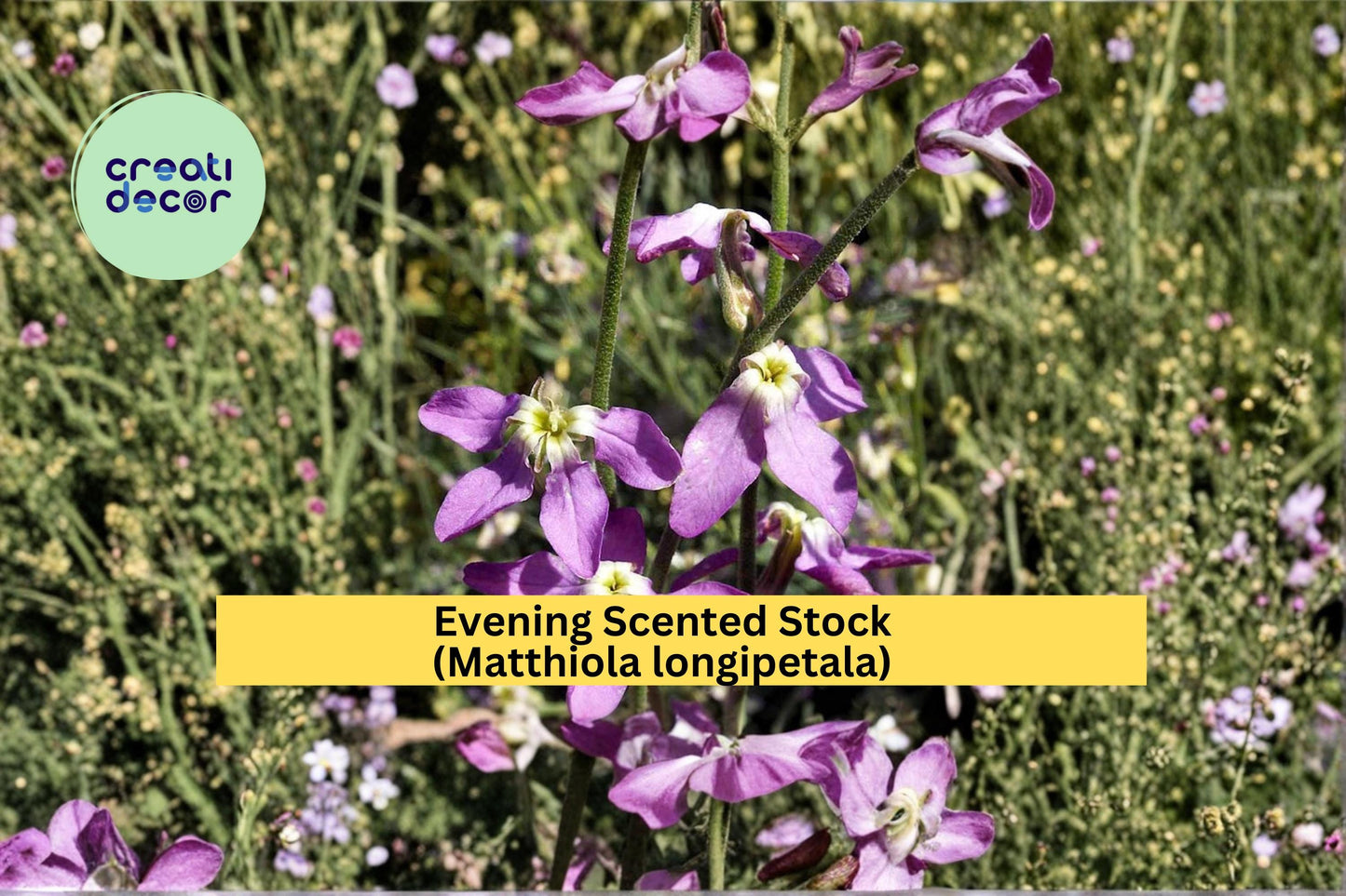 Evening Scented Stock Seeds Matthiola longipetala 100 Count Fragrant Night Blooming Garden Flower Seeds