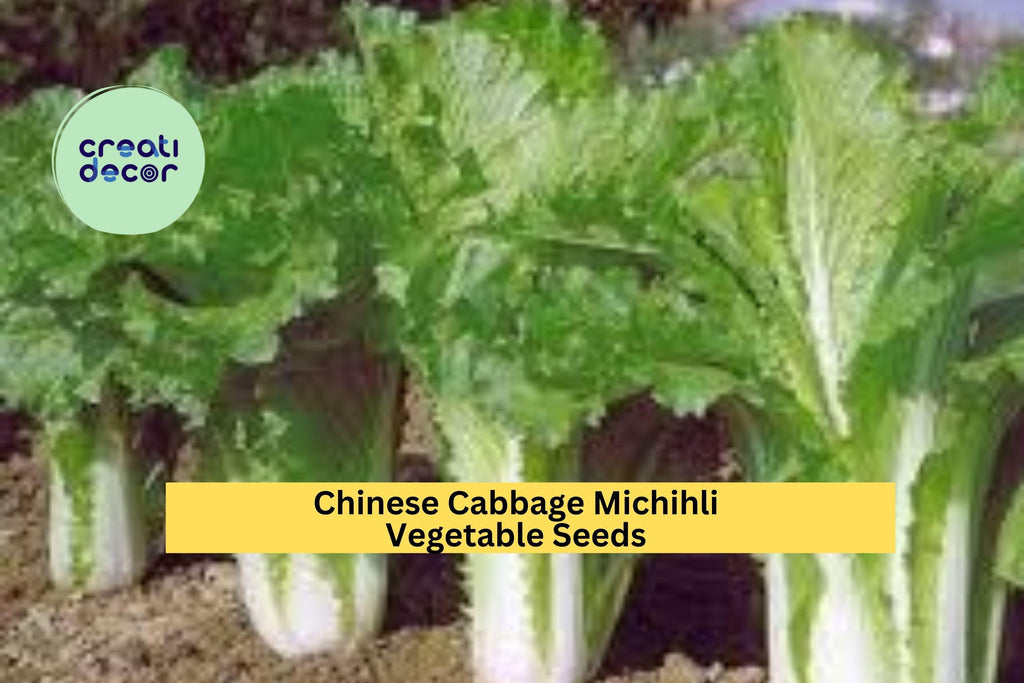 3pcs x 500mg Michihli Chinese Cabbage Seeds – Upright Heading Brassica for Raised Beds, Garden Rows, or Containers Seeds for Planting