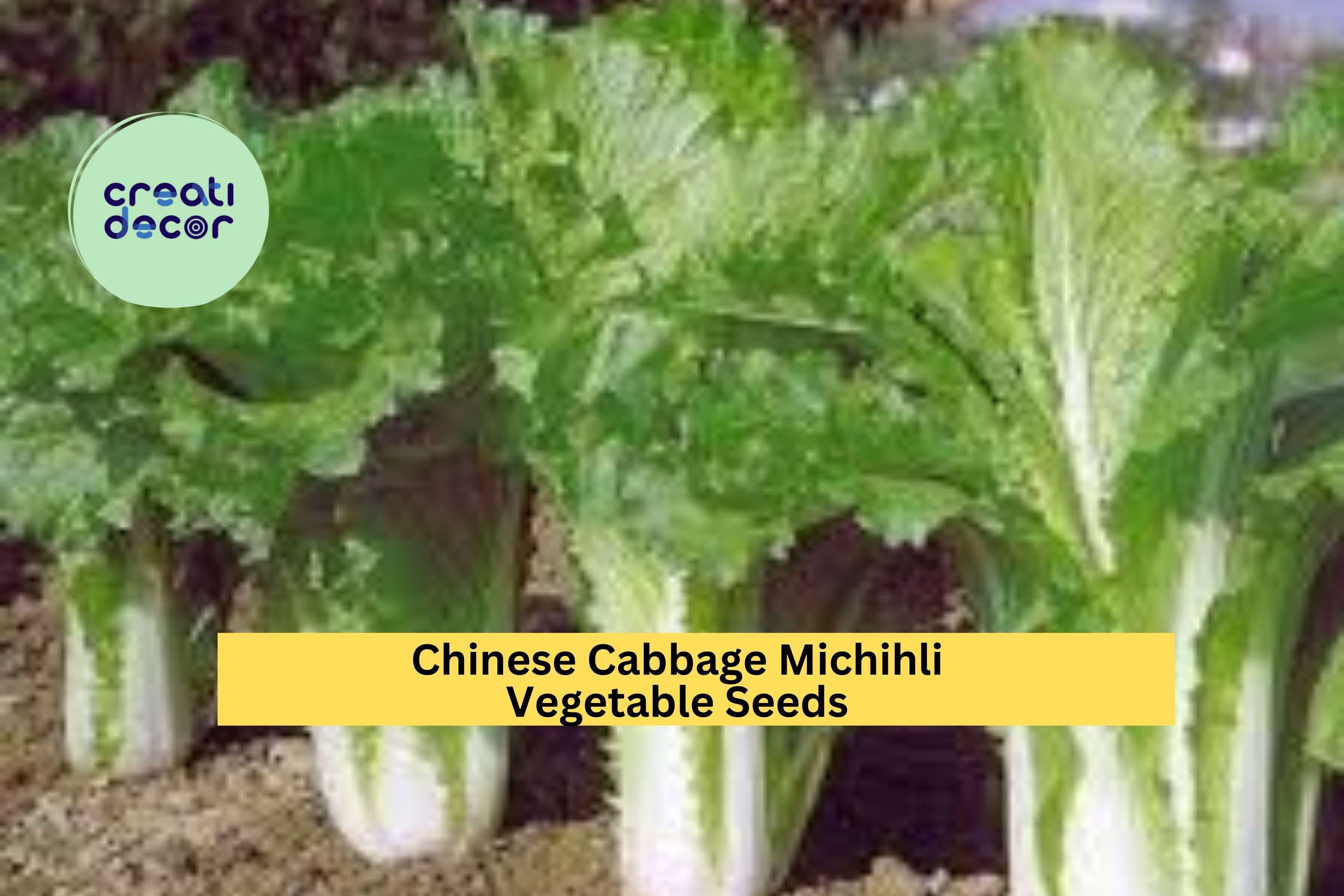 3pcs x 500mg Michihli Chinese Cabbage Seeds – Upright Heading Brassica for Raised Beds, Garden Rows, or Containers Seeds for Planting