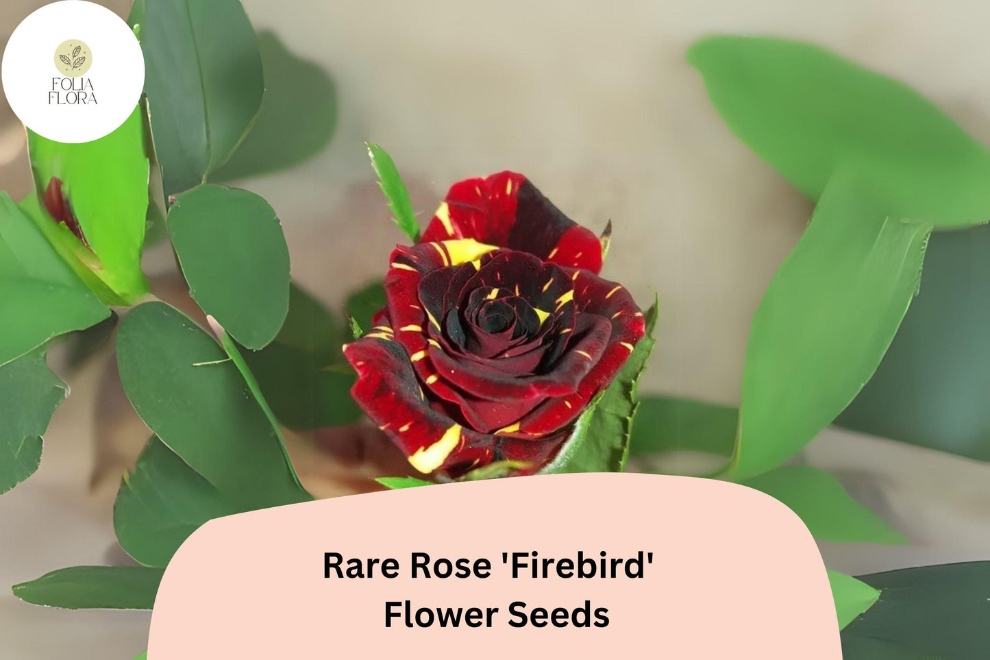 20pcs Rare Rose 'Firebird' Seeds | Multicolor Non-GMO Roses for Garden | Striking Bicolor Blooms | Unique Heirloom Rose Variety
