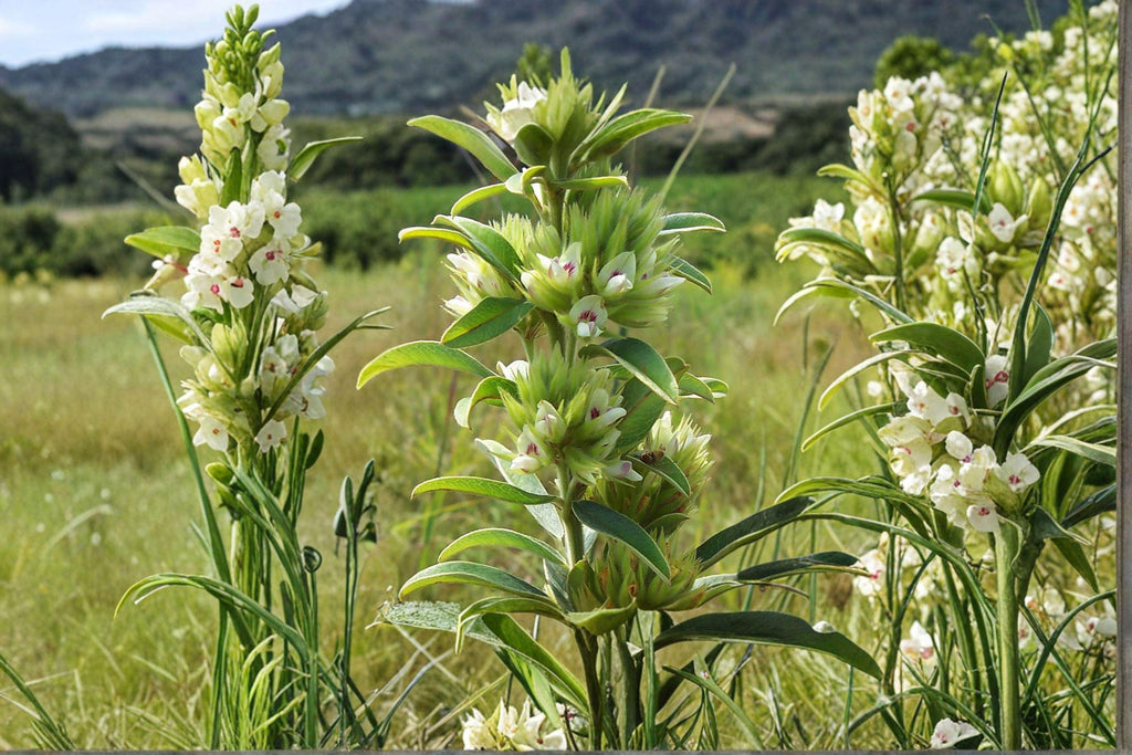 Roundhead Bush Clover – Lespedeza capitata, Native Prairie Perennial | Nitrogen-Fixing Legume (30 Seeds)