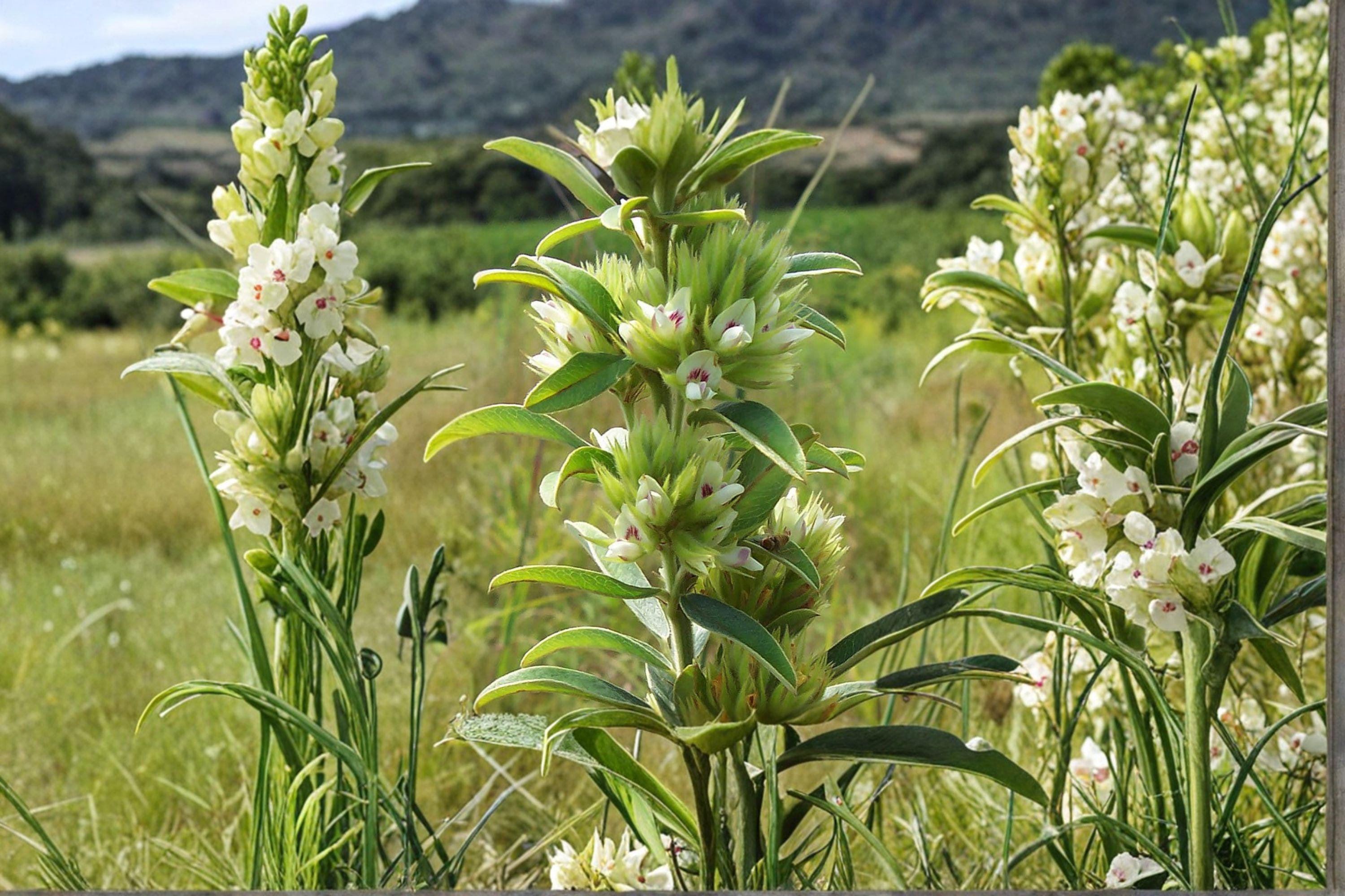 Roundhead Bush Clover – Lespedeza capitata, Native Prairie Perennial | Nitrogen-Fixing Legume (30 Seeds)