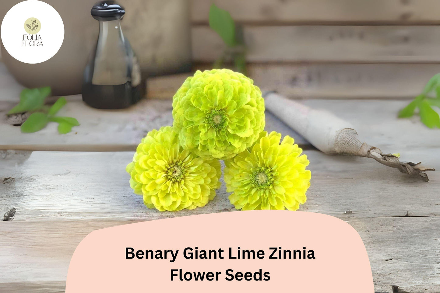 100+ Benary Giant Lime Zinnia Seeds – Unique Green Blooms for Cut Flowers & Summer Gardens