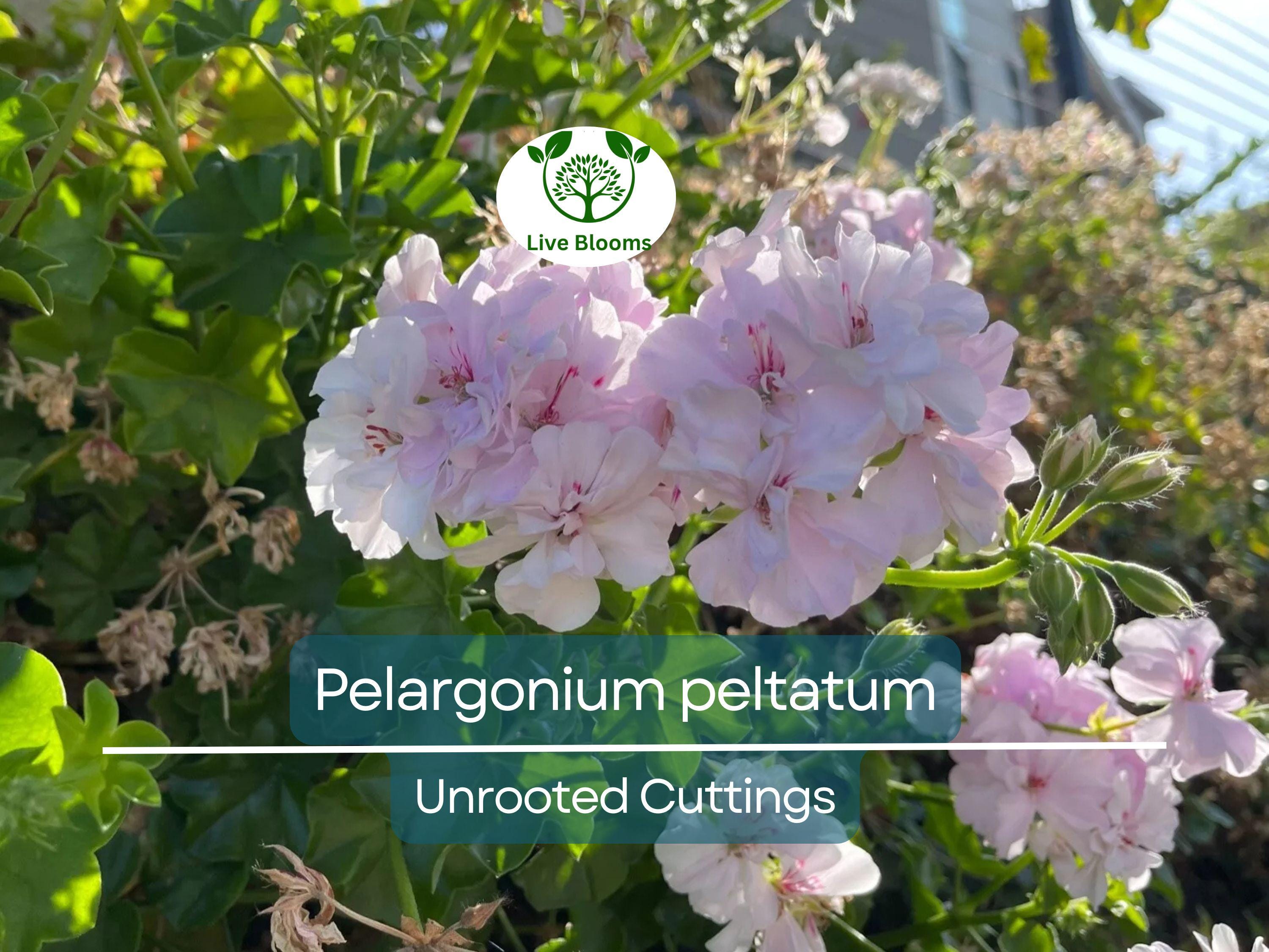 2 White Pink Pelargonium Peltatum Trailing Ivy Geranium Live Plant 6" Unrooted Cuttings, Geranium peltatum, Indoor/Outdoor Hanging Basket