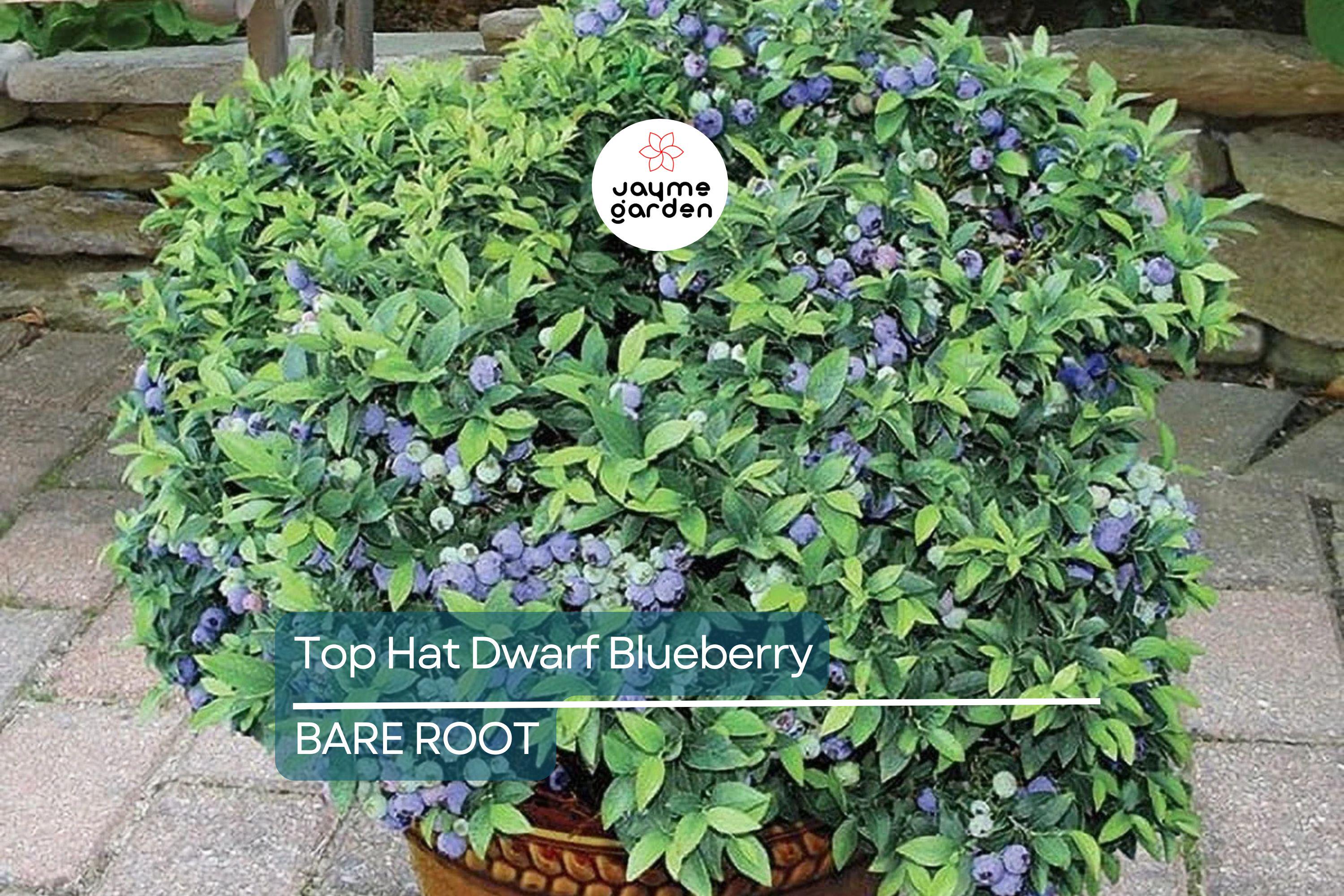 3 Top Hat Dwarf Blueberry Starter Plants Seedlings 4-6 inch Tall - Edible Berry Fruit Bush – Huge Roots, Live Bare Root, Full-Sized Berries