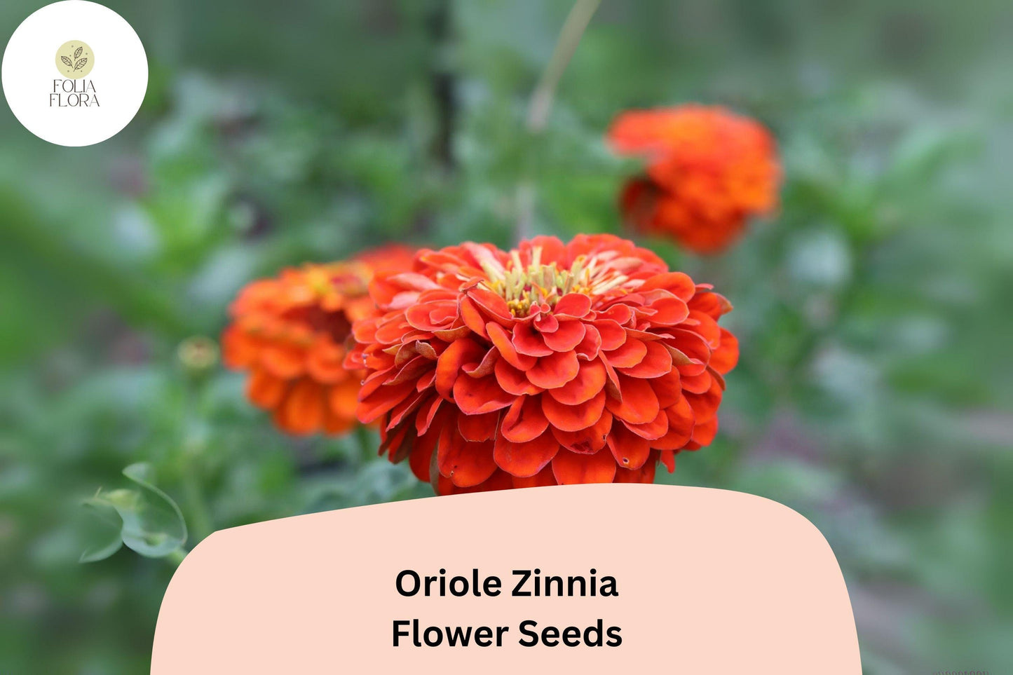 100+ Oriole Zinnia Seeds | Bright Orange-Scarlet Blooms | Easy Annual Garden Planting | Pollinator Friendly Cut Flowers