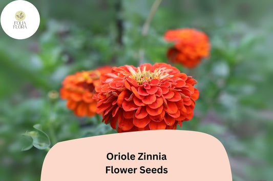 100+ Oriole Zinnia Seeds | Bright Orange-Scarlet Blooms | Easy Annual Garden Planting | Pollinator Friendly Cut Flowers