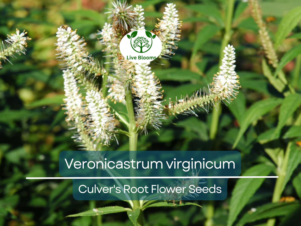 2800 Seeds Veronicastrum Virginicum Culver's Root, Perennial Plant, Native, Flowering, Pollinator-Friendly, Garden, Landscape
