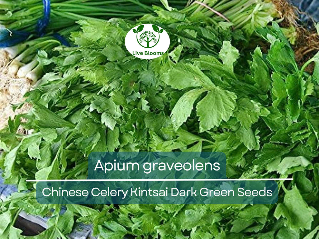 1350 Seeds Chinese Celery Kintsai Dark Green – Apium graveolens | Heirloom Celery for Planting, Gardening & Fresh Culinary Use