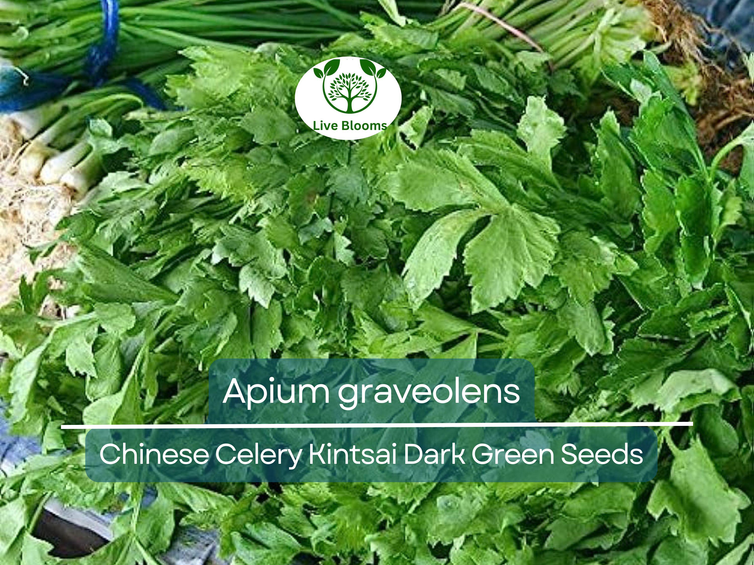 1350 Seeds Chinese Celery Kintsai Dark Green – Apium graveolens | Heirloom Celery for Planting, Gardening & Fresh Culinary Use