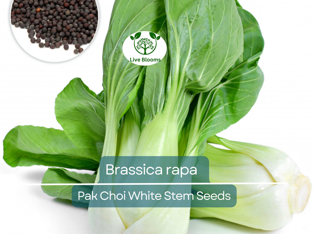 400 Seeds Pak Choi White Stem for Planting (Brassica rapa) - Crisp, Tender Asian Greens for Home Gardens, Fast-Growing, Cold-Hardy