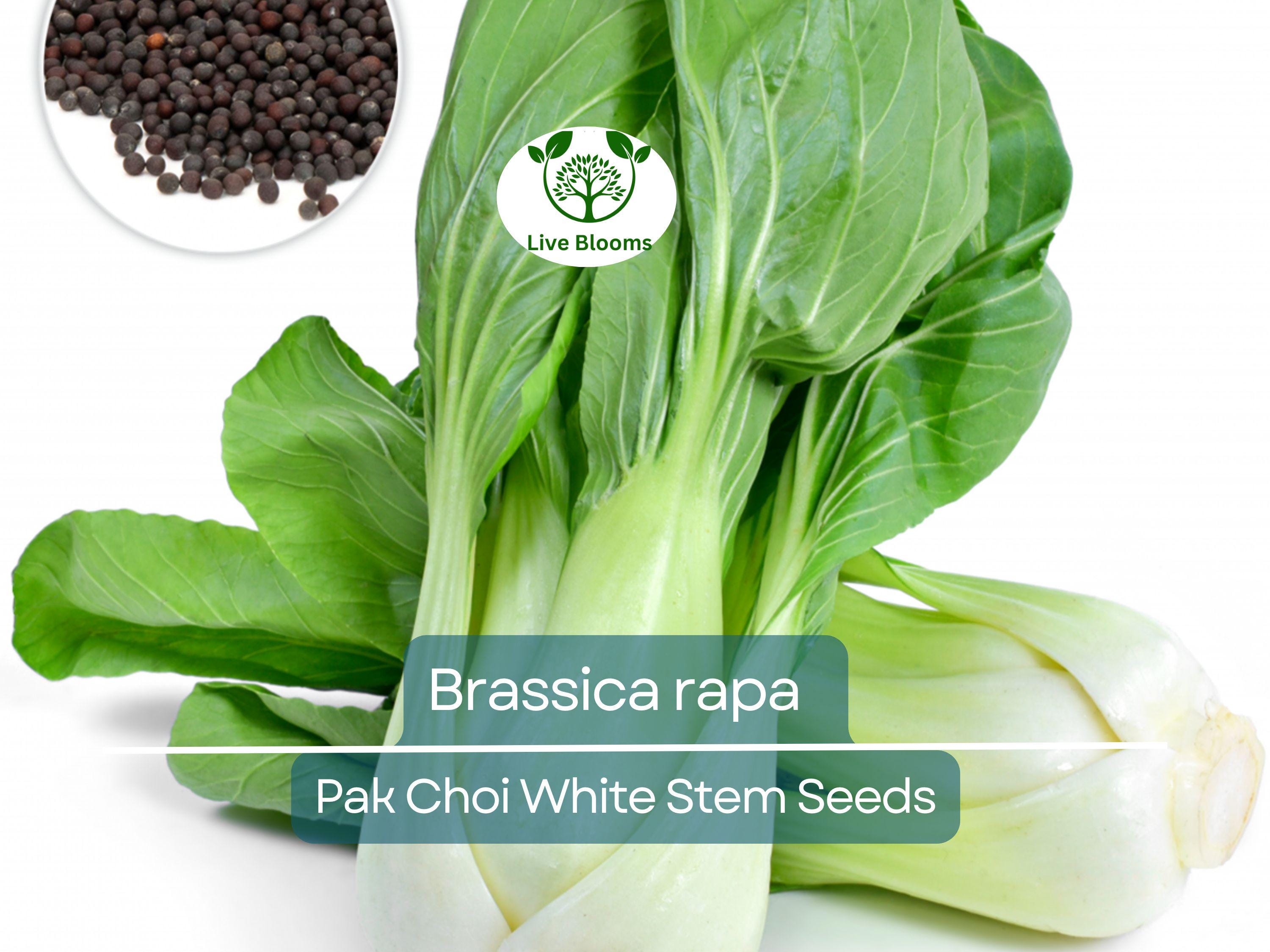 400 Seeds Pak Choi White Stem for Planting (Brassica rapa) - Crisp, Tender Asian Greens for Home Gardens, Fast-Growing, Cold-Hardy