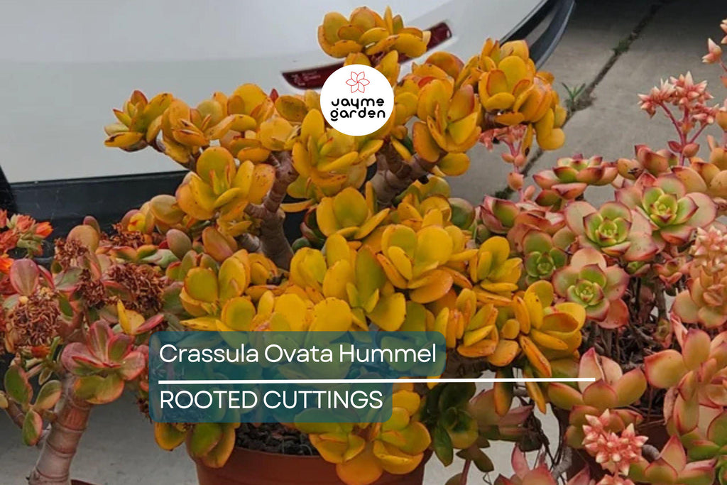 5 Crassula Ovata Hummel’s Sunset Cuttings - Golden Jade Plant Succulent - 3-4" Houseplant Starter