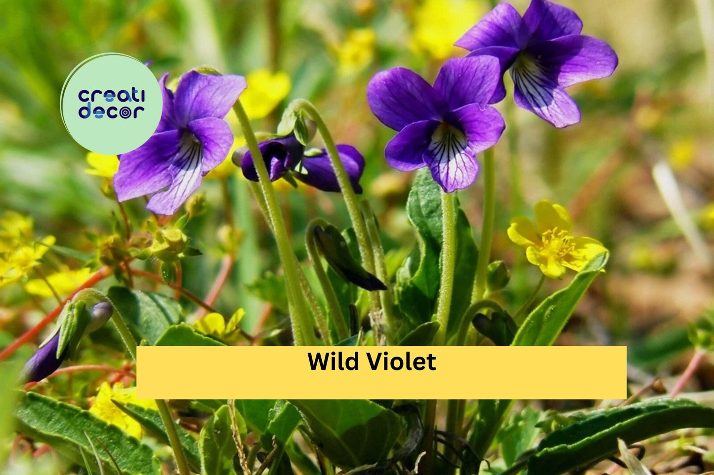 Wild Violet Live Plants | 20+ Rooted Perennial Starters | Viola spp. Hardy Groundcover with Purple Spring Flowers for Gardens