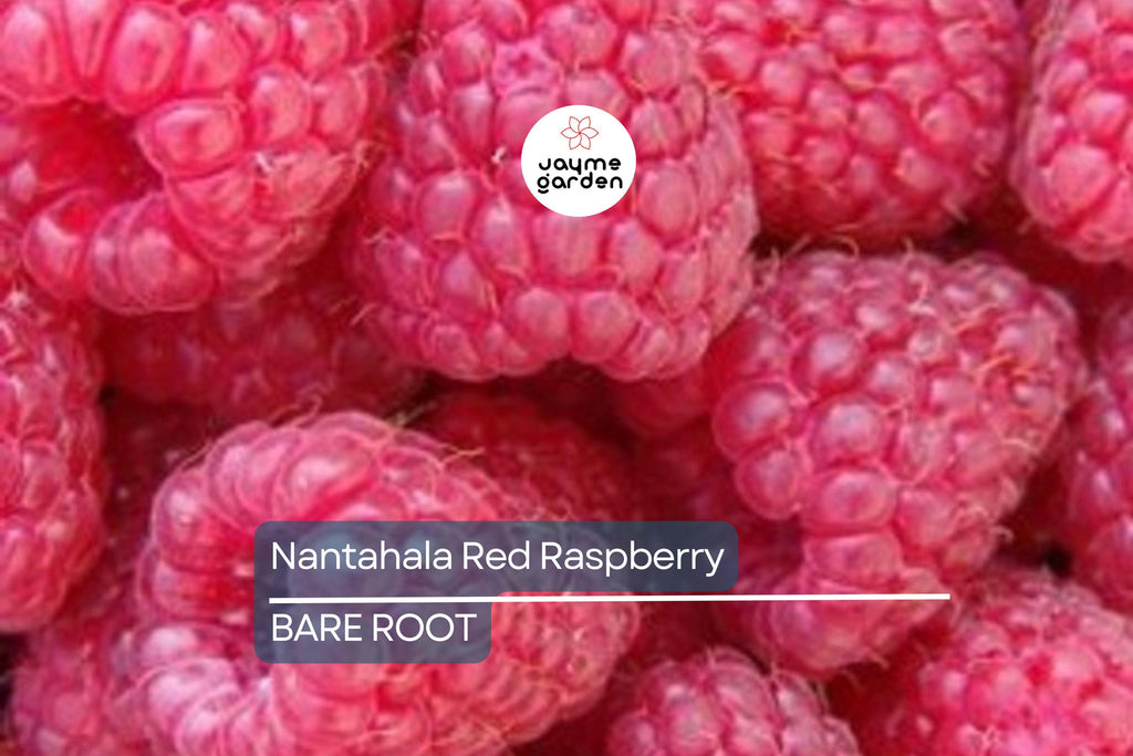 3 Nantahala Red Raspberry Plants – Bare Root, Cold-Hardy, Heavy-Yielding Fruit Bush for Zones 4-9