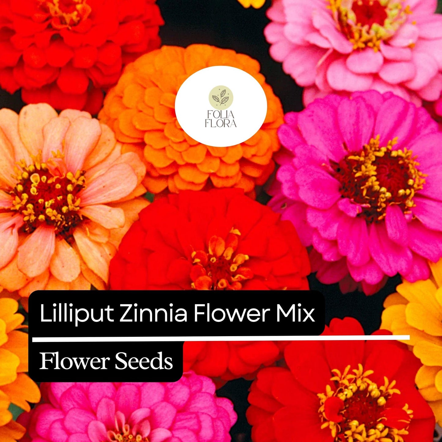100 Lilliput Zinnia Seeds – Heirloom, Compact, Colorful Mix, Non-GMO, Easy-to-Grow