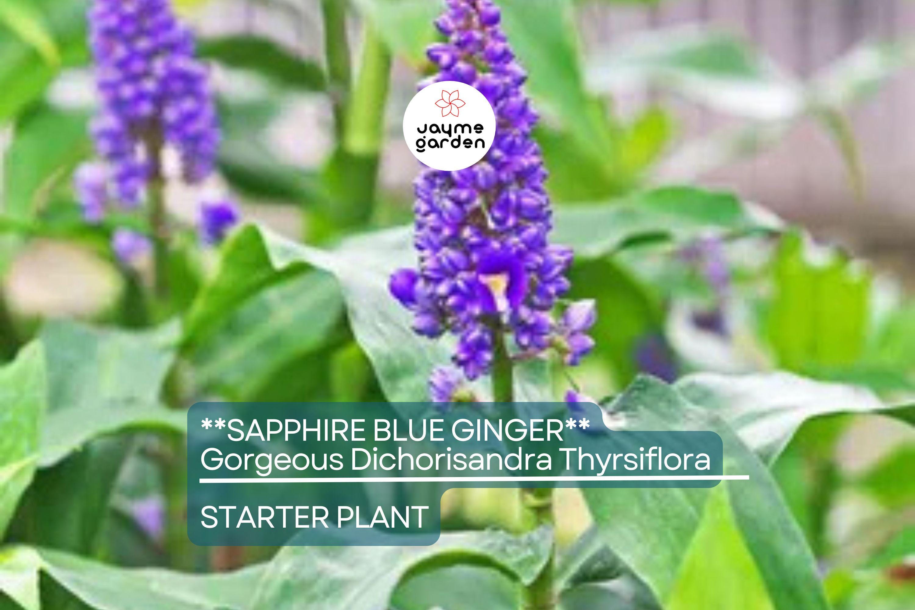 Sapphire Blue Ginger (Dichorisandra Thyrsiflora) | Live Starter Plant | Gorgeous Blue Flowers | Indoor & Outdoor Shade-Loving