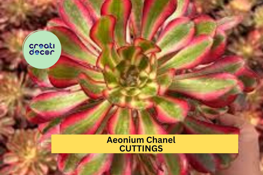 1 Aeonium 'Chanel' Succulent Cutting | 2.5" Rosette | Rare Hybrid Variety | Unrooted Starter Plant for Propagation