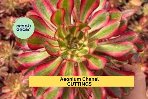 1 Aeonium 'Chanel' Succulent Cutting | 2.5" Rosette | Rare Hybrid Variety | Unrooted Starter Plant for Propagation