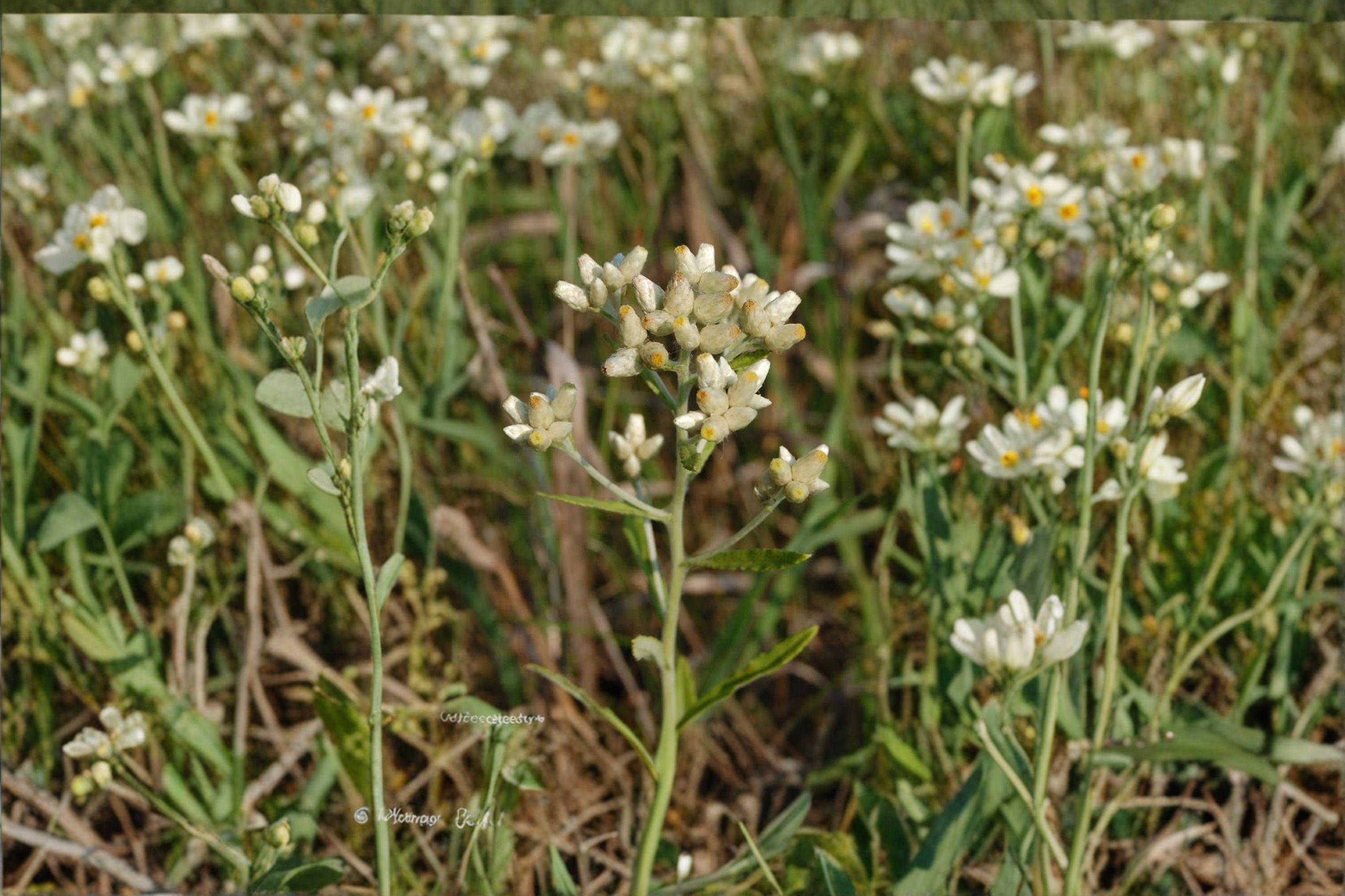 Sweet Everlasting – Flowering Plant 500 Seeds | Native Wildflower | Soft White Blooms | Dried Flower & Pollinator Favorite