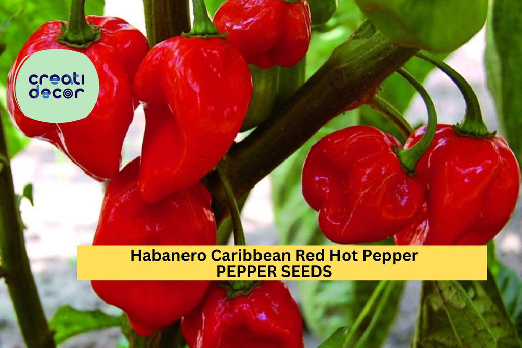 3pcs of 250mg Caribbean Red Habanero Pepper Seeds – Super Hot Chili for Spicy Lovers, Great for Salsas & Garden Growing Seeds for Planting