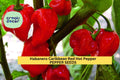 3pcs of 250mg Caribbean Red Habanero Pepper Seeds – Super Hot Chili for Spicy Lovers, Great for Salsas & Garden Growing Seeds for Planting
