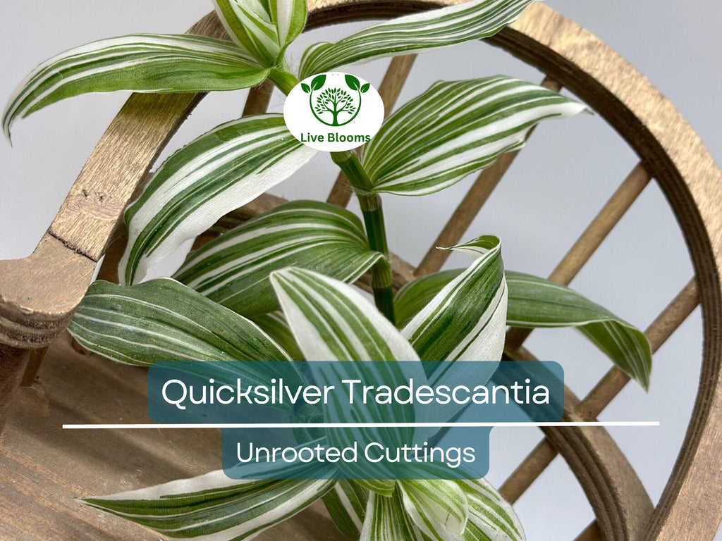 5 Tradescantia Albiflora 'Quicksilver' Variegated Wandering Jew Unrooted Cuttings - White & Green Foliage, Easy Propagation, Houseplant
