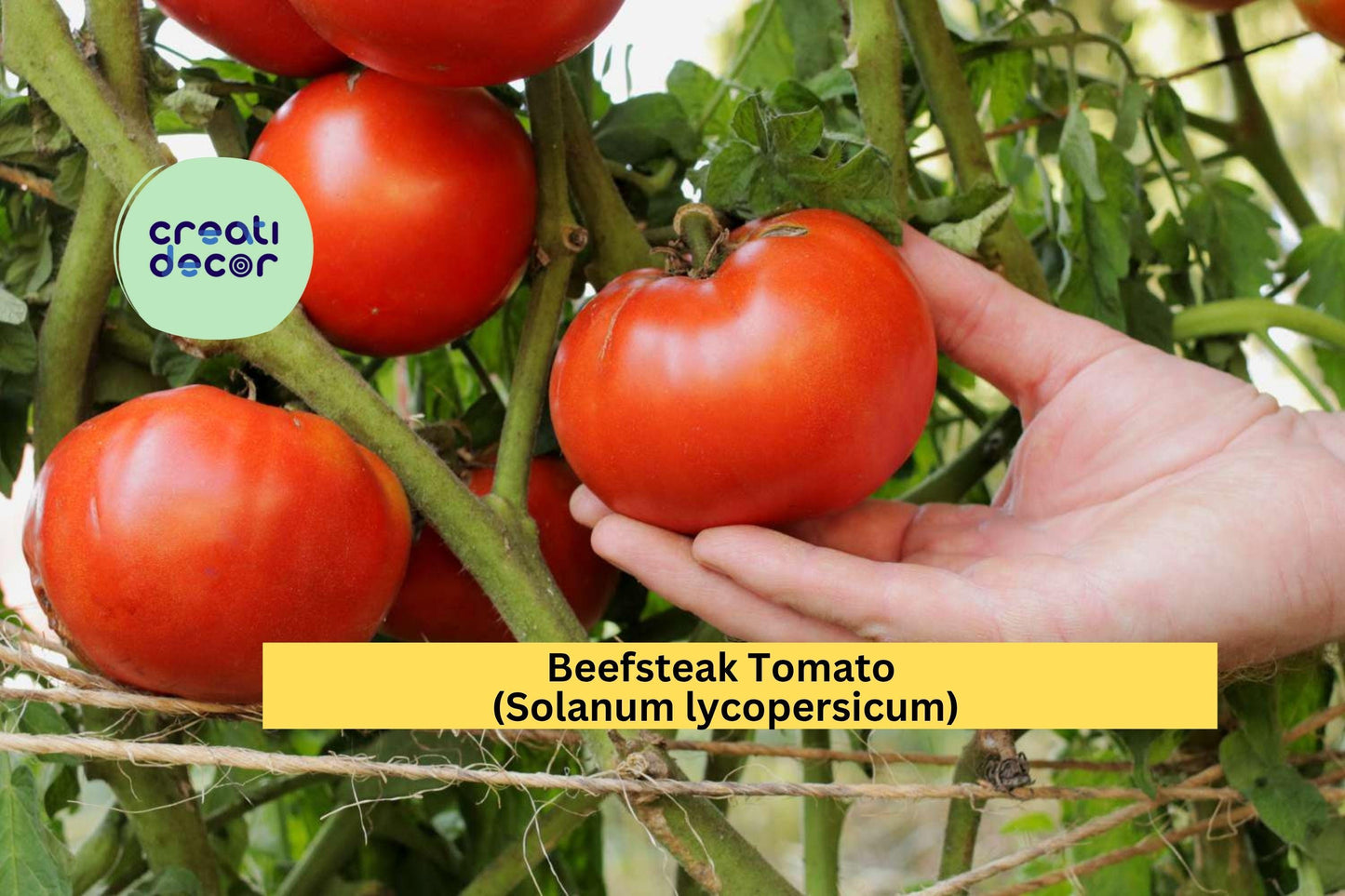 Beefsteak Tomato Plants | Lot of 4 Live Garden Starters | 6–10 Inch Vegetable Plants