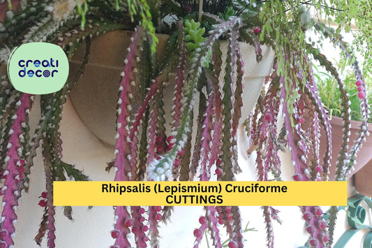 3 Rhipsalis Cruciforme Super Red Cuttings | Lepismium Jungle Cactus | Epiphytic Rare Houseplant | Unrooted Exotic Starter
