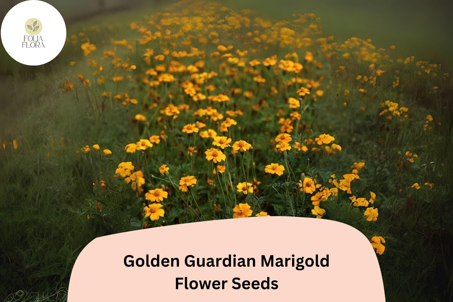 25+ Golden Guardian Marigold Seeds | Tagetes patula | Bright Orange-Golden Marigold Flowers for Garden Planting