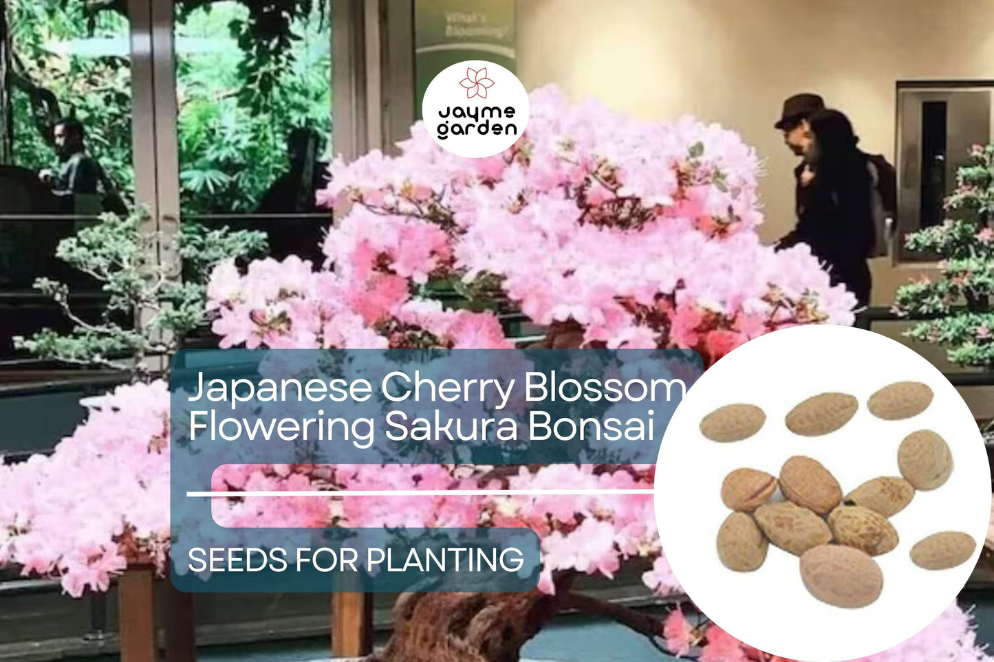 10 Seeds Japanese Cherry Blossom Bonsai - Flowering Sakura Tree Seeds - Pink Flowers, Exotic Bonsai Tree Prunus serrulata