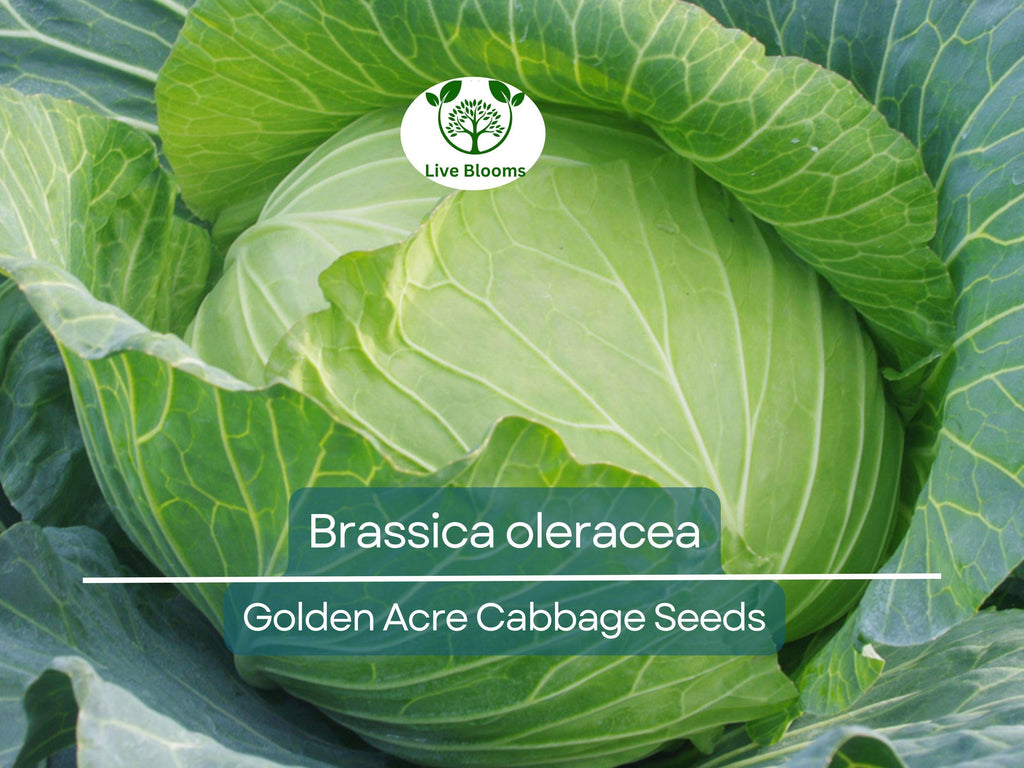250 Seeds Golden Acre Cabbage - Brassica oleracea | Heirloom Cabbage for Planting, Gardening & Delicious Fresh Harvest