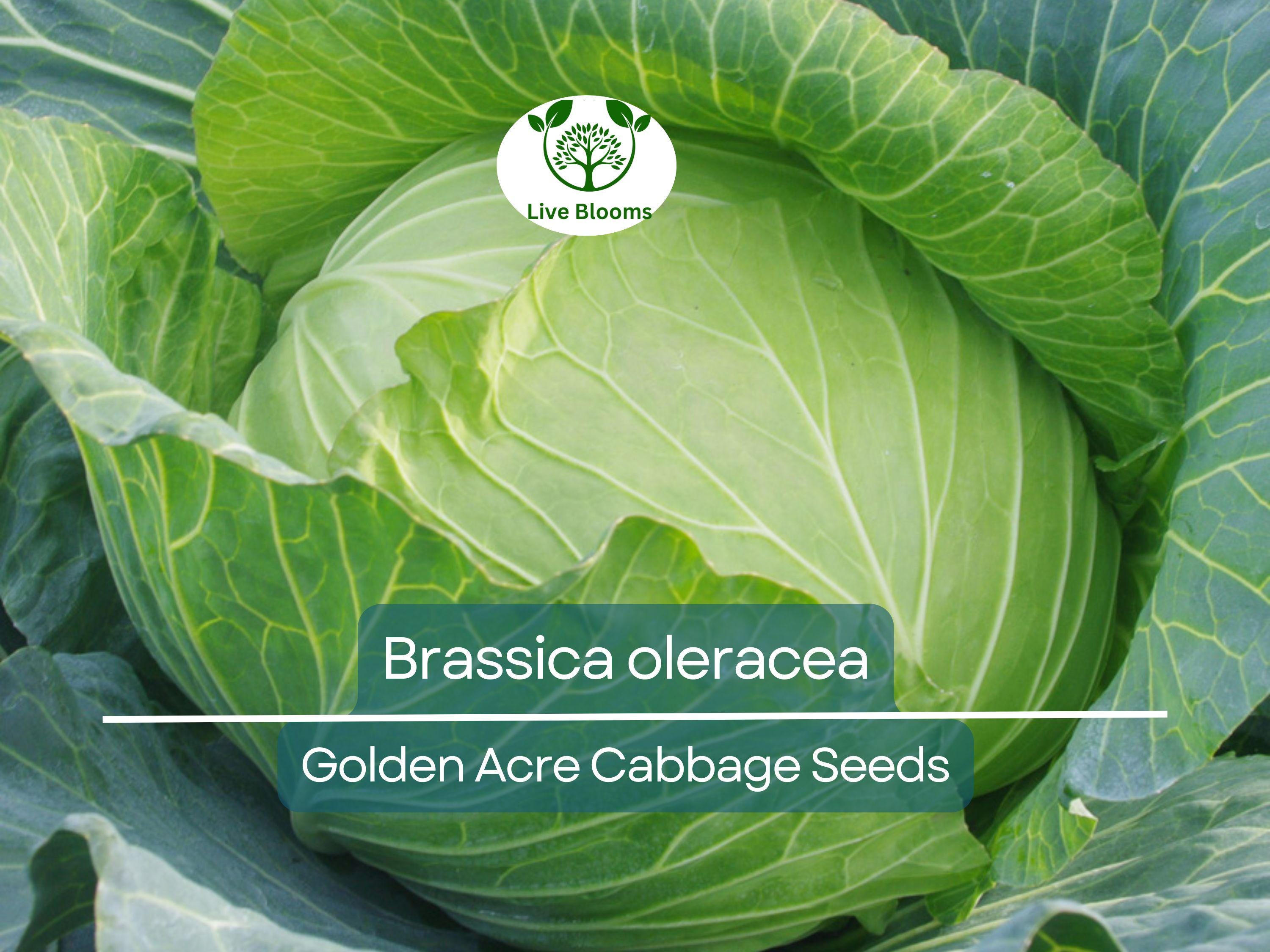 250 Seeds Golden Acre Cabbage - Brassica oleracea | Heirloom Cabbage for Planting, Gardening & Delicious Fresh Harvest