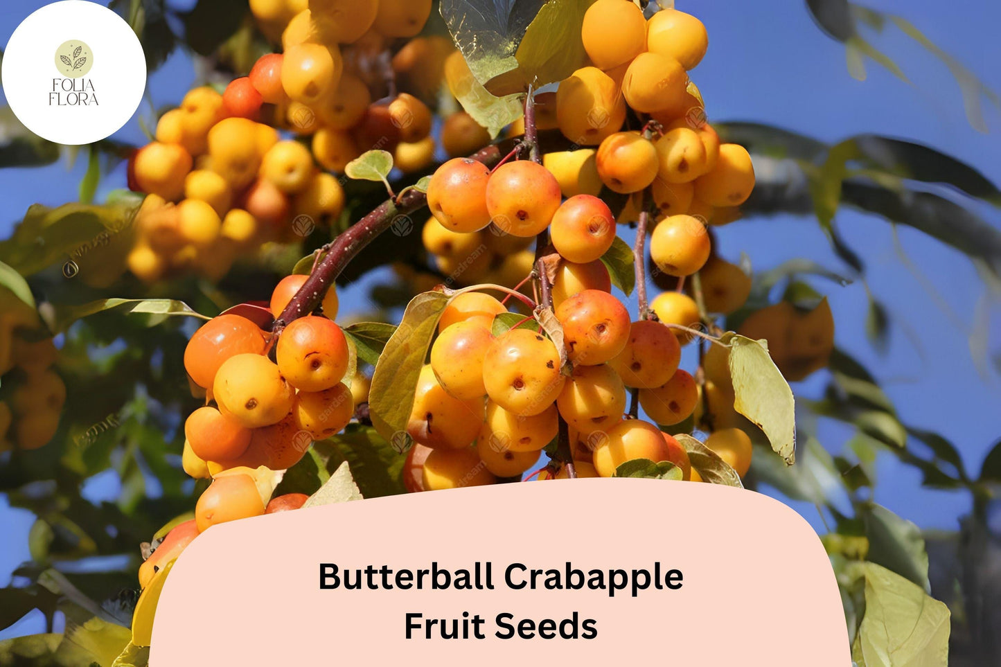 25+ Butterball Crabapple Seeds for Planting | Malus ‘Butterball’ Ornamental Flowering Tree | Yellow Fruit & Spring Blooms