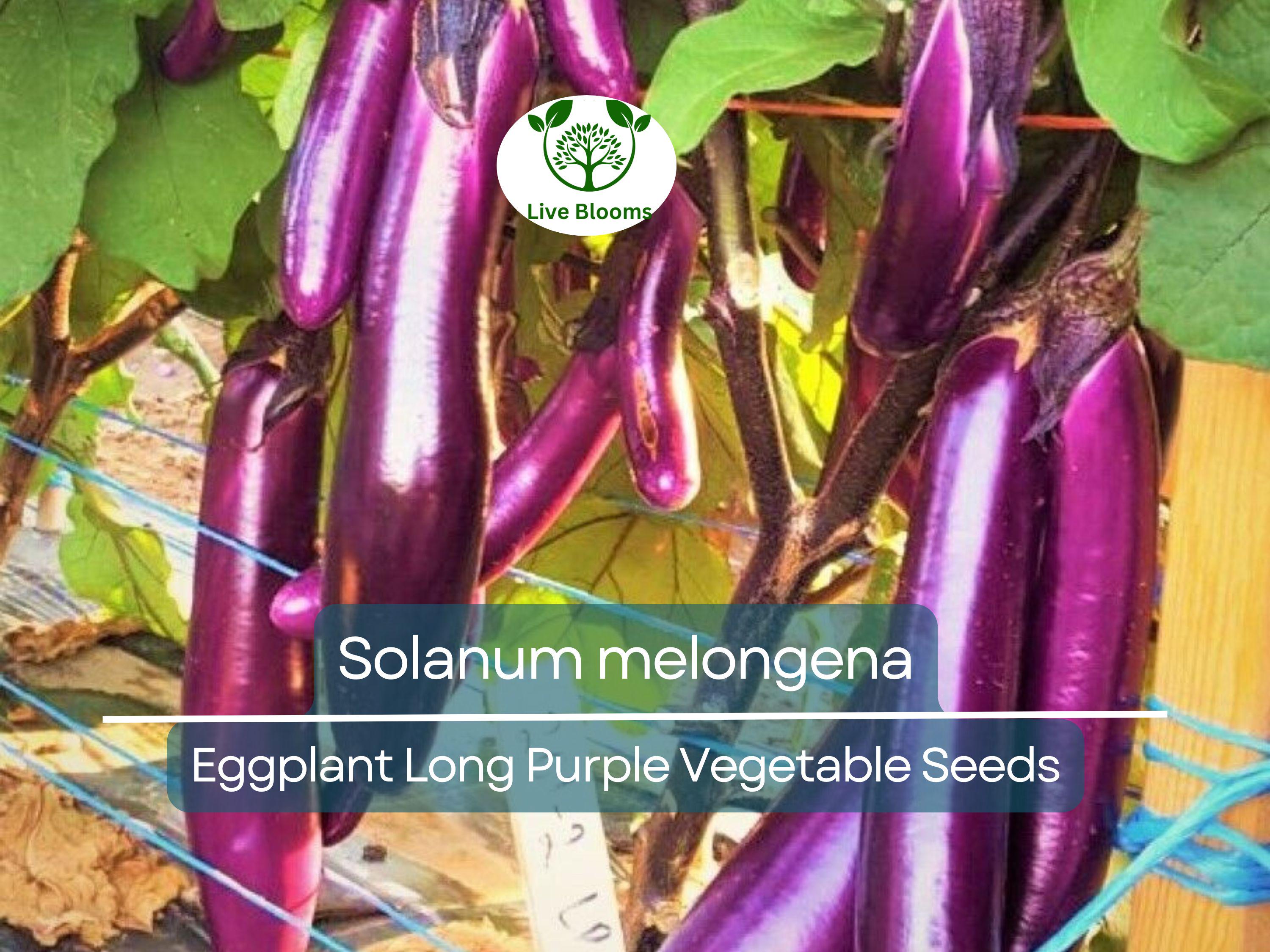 50 Seeds Eggplant Long Purple (Solanum melongena) - Non-GMO, Heirloom, Slim, Long, Easy to Grow, Perfect for Garden, Organic Planting