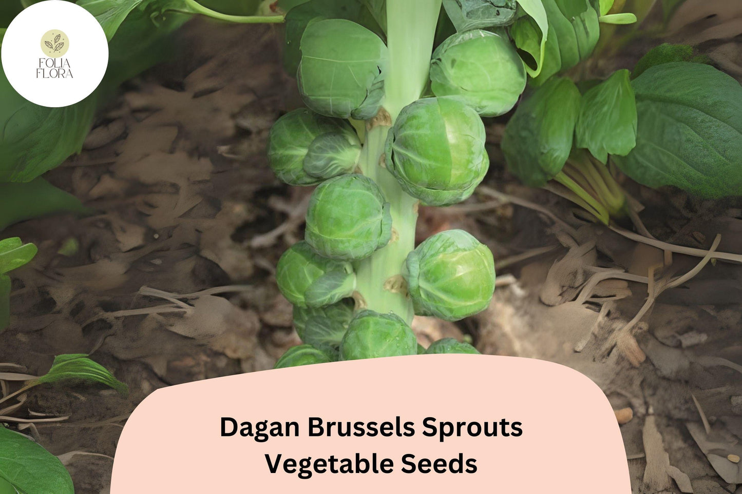 500+ Dagan Brussels Sprouts Seeds | Brassica oleracea | High-Yield Hybrid Sprout Variety | Bulk Garden Seeds