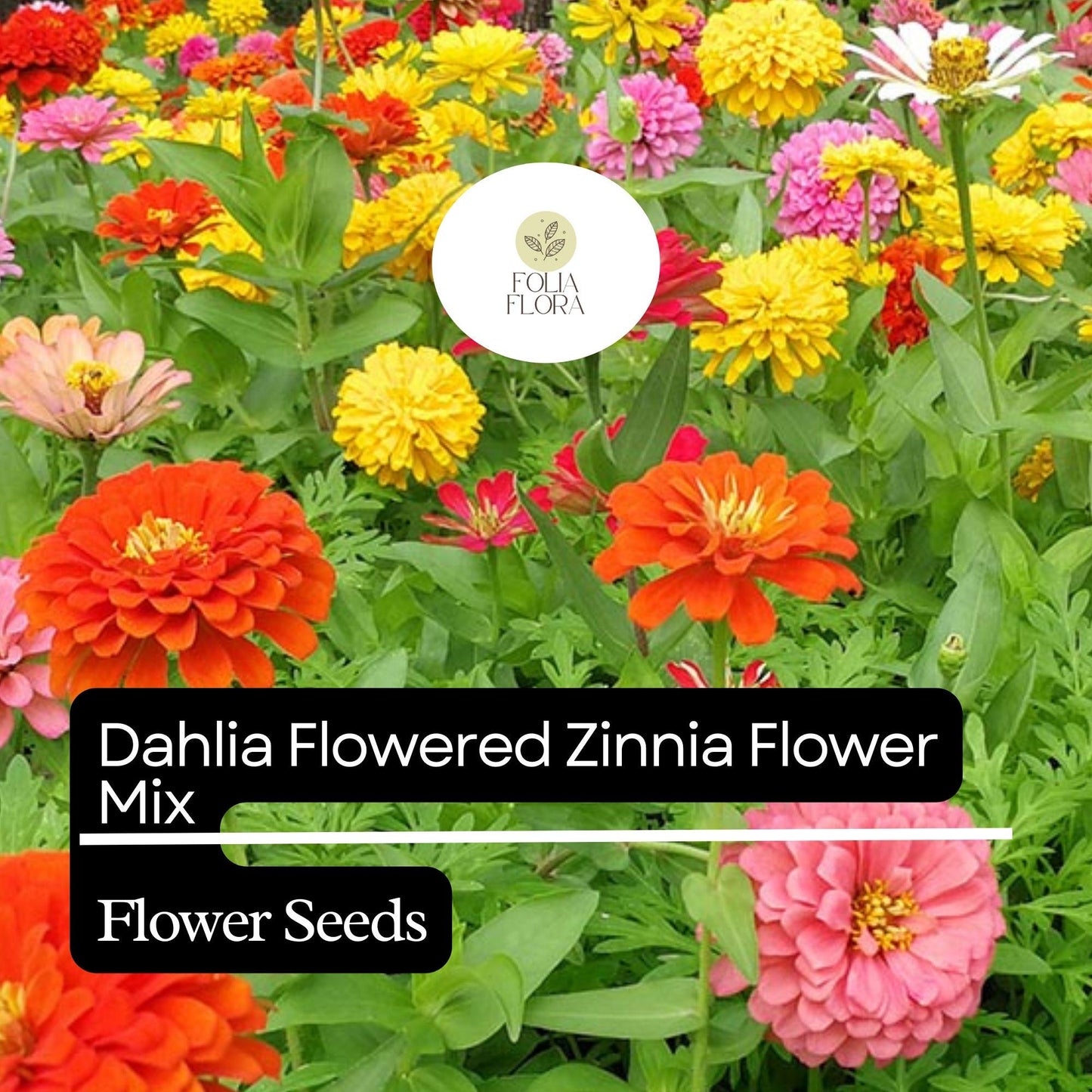 100 Dahlia Flowered Zinnia Seeds – Zinnia elegans – Large, Vibrant Blooms, Pollinator-Friendly, Easy to Grow