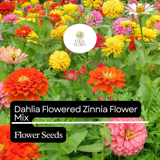 100 Dahlia Flowered Zinnia Seeds – Zinnia elegans – Large, Vibrant Blooms, Pollinator-Friendly, Easy to Grow
